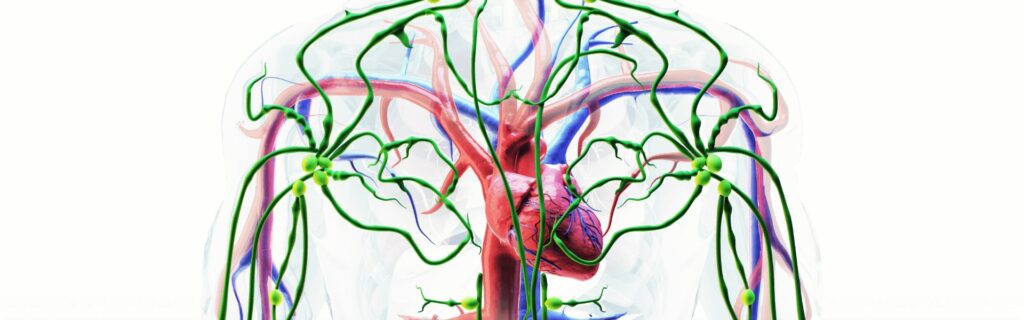 Schéma du cycle de circulation lymphatique : des muscles aux ganglions