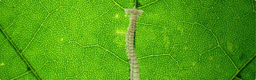 Feuille verte naturelle aux nervures apparentes, illustrant la page des articles de santé et de bien-être du cabinet
