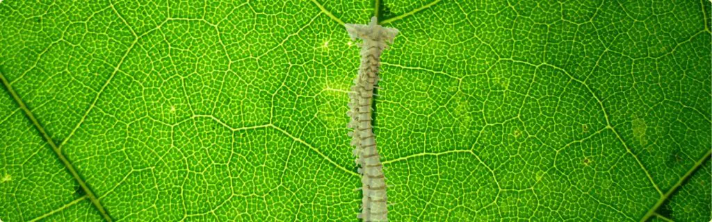 Feuille verte naturelle aux nervures apparentes, illustrant la page des articles de santé et de bien-être du cabinet